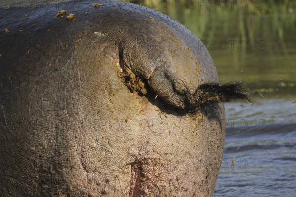 Hippopotamus (hippopotamus amphibius), Adult scattering Shit with Tail, Khwai River, Moremi