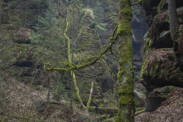 The Uttewalder Grund is a partially narrow and deeply incised gorge in the Elbe Sandstone