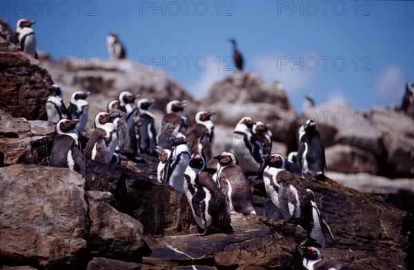 African penguins, Spheniscus demersus, South Africa, Addo Elephant National Park, St. Croix, Port
