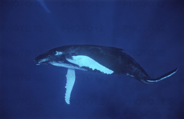 Humpback whale, calf, Megaptera novaeangliae, Silverbanks, Caribbean Sea, Dominican Republic,