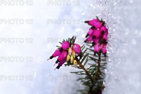Winter heather or alpine heather (Erica carnea), flowers in the snow