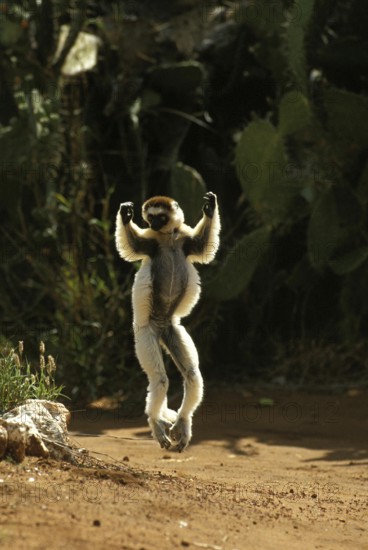 Verreaux's Sifaka (propithecus verreauxi), Adult hopping across open ground, Berenty Reserve,