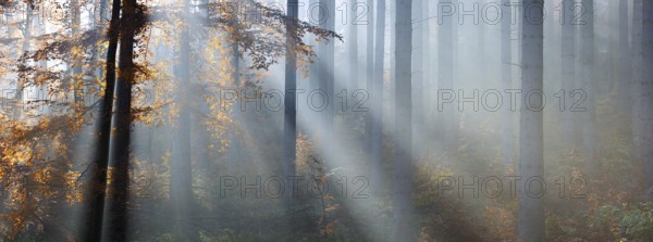 Panorama, spruce forest in autumn with fog, sun shining through the tree trunks, beech with autumn