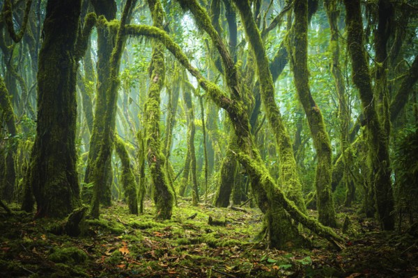 Green, partly foggy laurel forest with moss-covered trees that form a dense and atmospheric