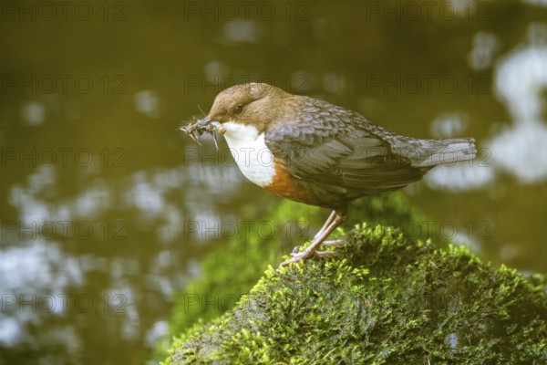 White-throated Dipper (Cinclus cinclus), at a torrent with larvae in its beak,