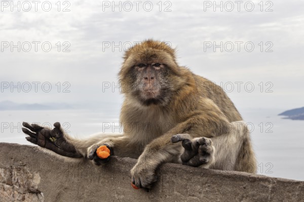 Monkey resting on a stone wall with a view of the sea and cloudy sky, Gibraltar, Barbary macaque