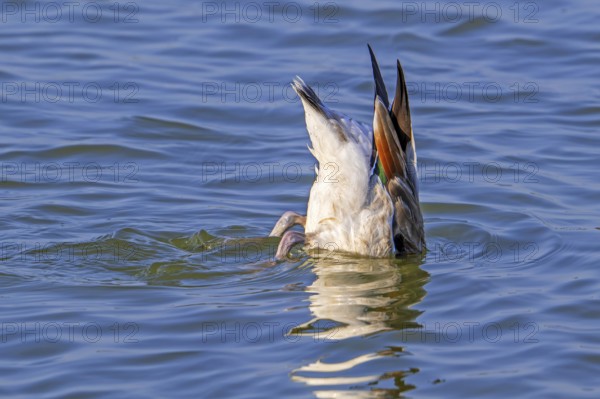 Common shelduck (Tadorna tadorna, Anas tadorna) feeding by upending upside down in water of pond in