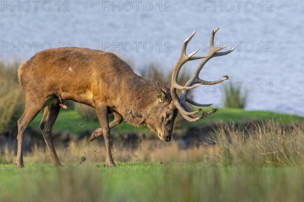 Rutting red deer (Cervus elaphus) stag spraying, scenting himself with urine which odour helps