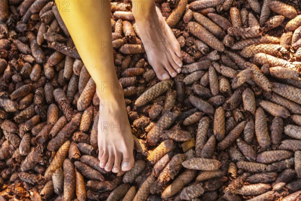 Barefoot treading pine cones in a sensory park to enjoy nature and the senses, Black Forest,