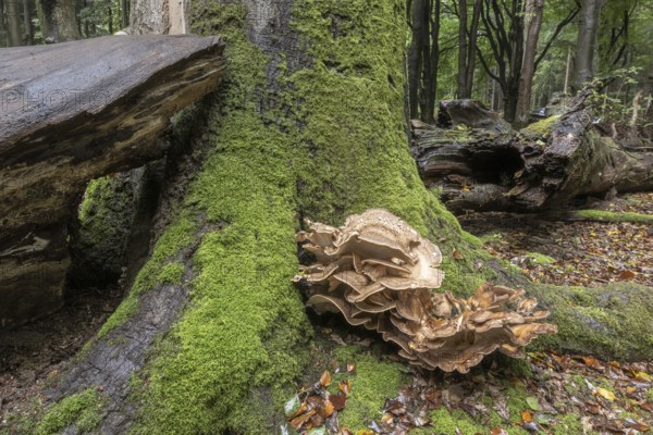 Giant spore (Meripilus giganteus) in beech forest (Fagus sylvatica), Emsland, Lower Saxony,