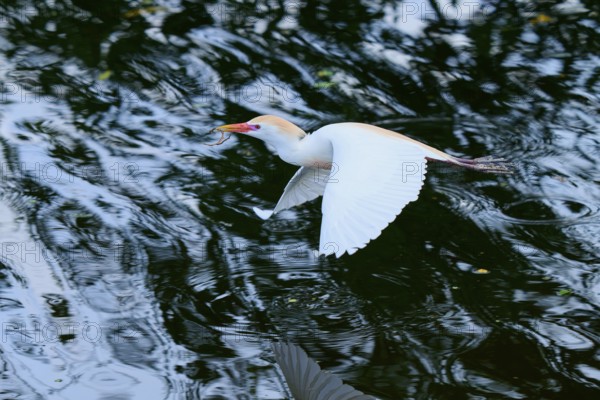 Cattle egret (Bubulcus ibis), in fly, springtime, Wakodahatchee Wetlands, Delray Beach, Florida,