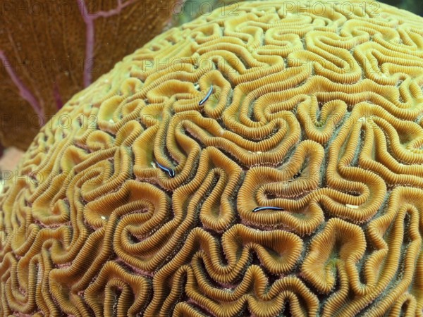 Close-up of a brain coral (Diploria labyrinthiformis) with several neon goby (Elacatinus oceanops)
