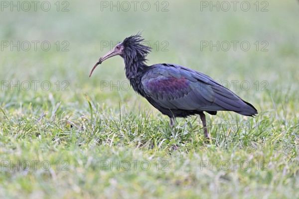 Northern bald ibis (Geronticus eremita), foraging in a meadow, Canton Zug, Switzerland, Europe