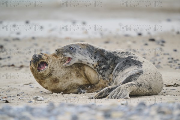 Grey seal (Halichoerus grypus) playing with each other on the beach, Düne, Helgoland,