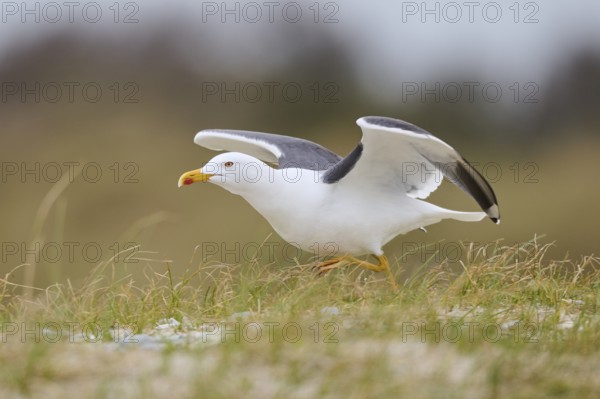 Yellow-legged gull (Larus michahellis) starts flying from the grass, Düne, Helgoland,