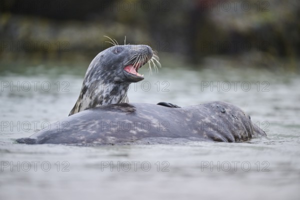 Grey seal (Halichoerus grypus) playing with each other in the water, sea, Düne, Helgoland,