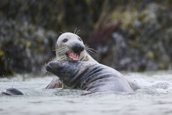 Grey seal (Halichoerus grypus) playing with each other in the water, sea, Düne, Helgoland,