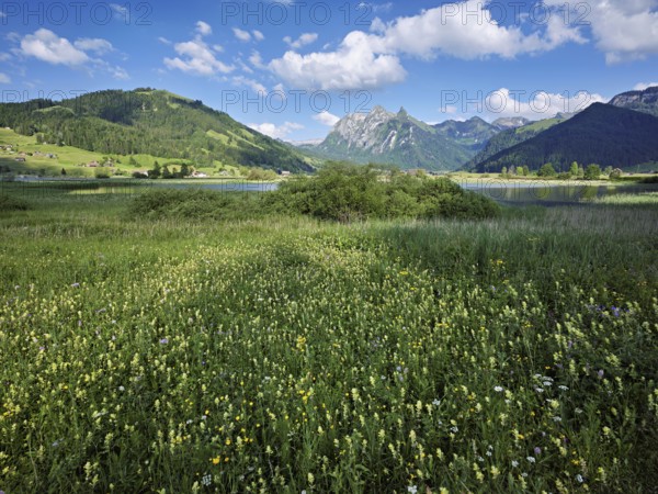 Reed meadow blooming in the background of the, reservoir, Sihlsee, Euthal, Canton Schwyz,