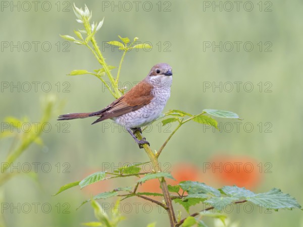 Red-backed shrike, red-backed shrike, thorn-backed shrike, family of shrikes, (Lanius collurio),
