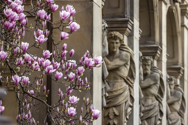 Magnolia blossom in Stuttgart. Magnolias (Magnolia) bloom throughout the city in spring. Stuttgart,