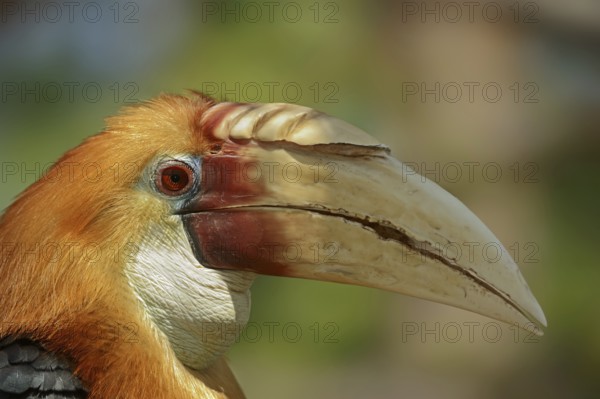Papua Hornbill (Rhyticeros plicatus, Aceros plicatus), portrait, male, captive, occurring in South