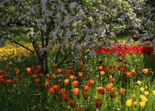 Ornamental cherry, Japanese flowering cherry (Prunus serrulata), red and yellow tulips (Tulipa)