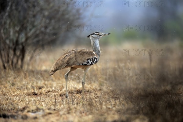 Giant bustard, Kori bustard (Ardeotis kori), adult, foraging, alert, Kruger National Park, Kruger