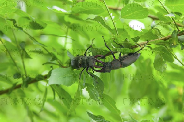 Test of strength in the forest - Two stag beetles in a territorial battle in the Swabian foothills