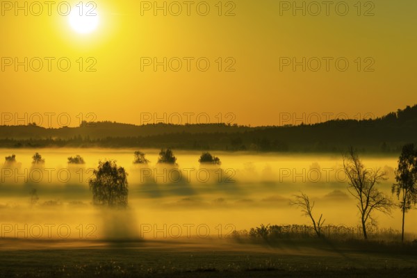 Early morning fog over the moor, birch (Betula), birch family (Betulaceae), sunrise fog, Pfrungen,