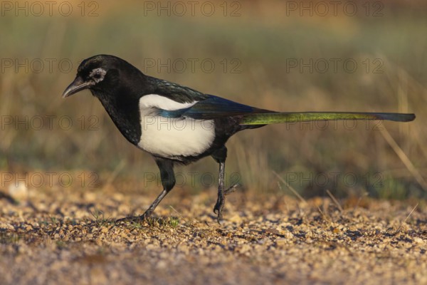 European magpie (Pica pica), Hides De Calera / Lynx Hide, Calera Y Chozas, Castilla La Mancha /