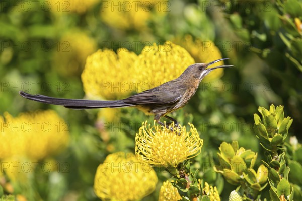 Cape sugarbird (Promerops cafer), Harold Porter National Botanical Gardens, Betty's Bay, Western