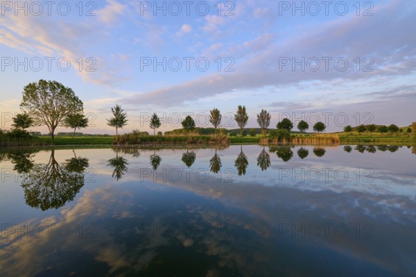 Lake in spring with row of trees and reflection at sunset, Drei Gleichen, Ilm-Kreis, Thuringia,