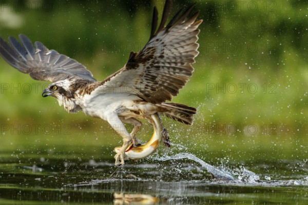 Osprey (Pandion haliaetus), fishing on lake, Cairngorms National Park, Scotland, United Kingdom,