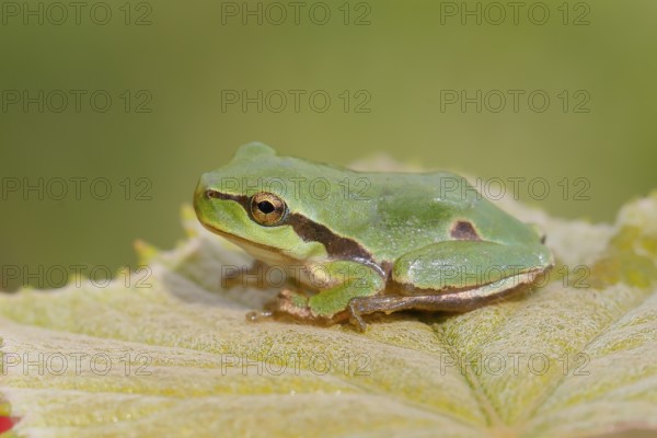 European tree frog (Hyla arborea), young animal sitting on a leaf, Wildlife, Animals, Lake Neusiedl