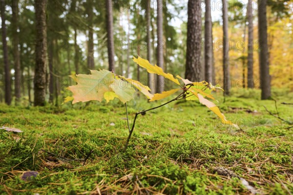 Norway maple (Acer platanoides) tree colored, young, in a forest in autumn, Bavaria, Germany,