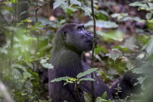 Western lowland gorilla (Gorilla gorilla gorilla) near the Baï-Hokou forest clearing, female,