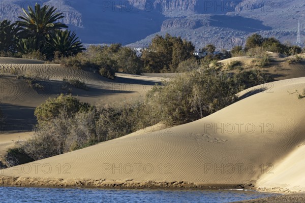 Nature reserve Dunes of Maspalomas, small lagoon La Charca de Maspalomas and sand dunes in the
