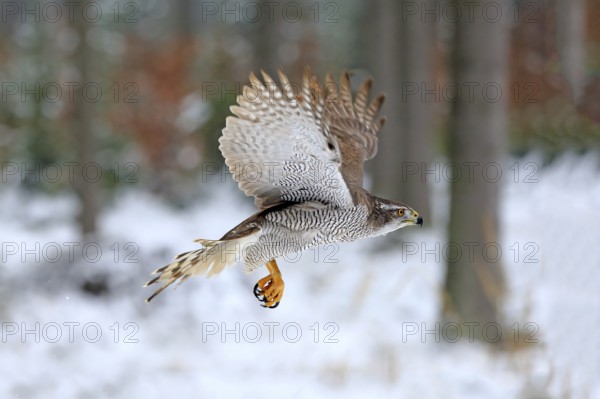 Goshawk (Accipiter gentilis), adult in winter, flying in the snow, Zdarske Vrchy, Bohemian-Moravian