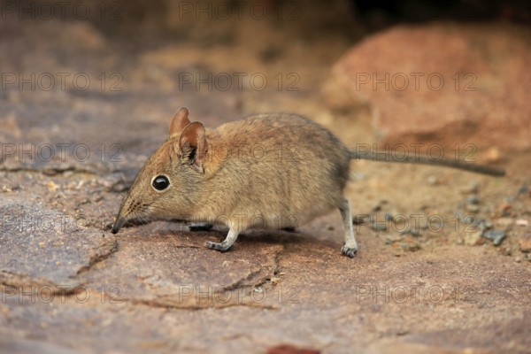 Short-eared elephant shrew, (Macroscelides probosideus), adult, foraging, Mountain Zebra National