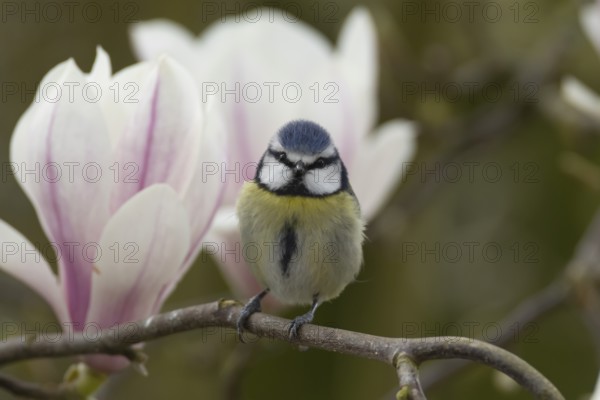Blue tit (Cyanistes Caeruleus) adult bird on a garden Magnolia tree branch with blossom in spring,