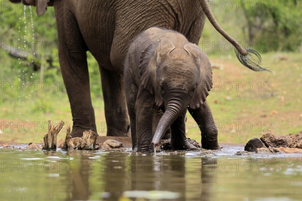 African elephant (Loxodonta africana), young animal, calf, baby elephant, mother, young animal with