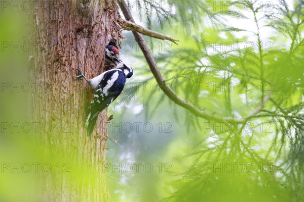 Great spotted woodpecker (Dendrocopos major), female feeds almost fledged young bird in the