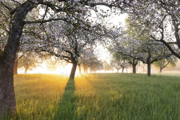 Fresh blossom, morning light, ground mist... simply magical! Foothills orchard meadow in bloom -