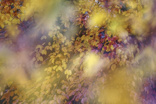 Soft, dreamy depiction of colourful autumn leaves in yellow and purple, Lower Rhine, Willich