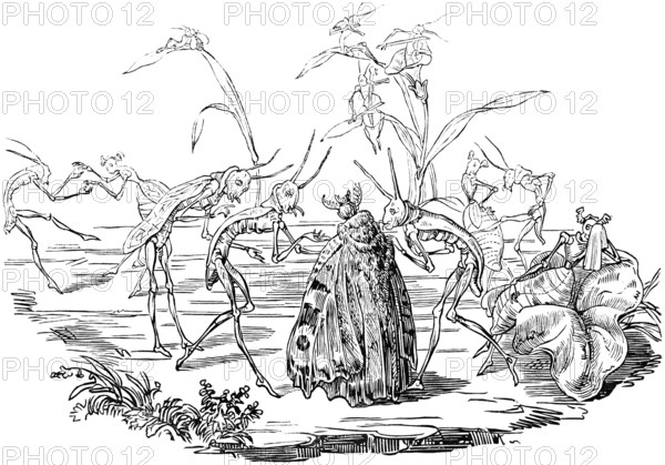 Grasshopper lady being courted by male creatures, romantic scene, parable about the life of men,
