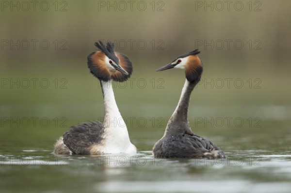 Great Crested Grebe (Podiceps cristatus) pair displaying, North Rhine-Westphalia, Germany, Europe