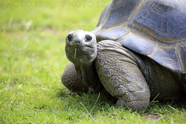 Aldabra giant tortoise, giant tortoise (Aldabrachelys gigantea), adult, feeding, portrait,