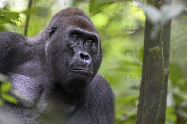 Western lowland gorilla (Gorilla gorilla gorilla), male, silverback, Baï-Hokou, Dzanga-Ndoki