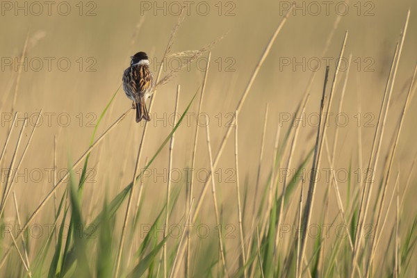 Reed bunting (Emberiza schoeniclus), male sitting on a reed, animal portrait, Bagges Dæmning,