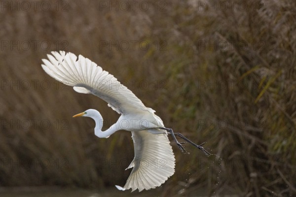 Great White Egret (Egretta alba) Germany